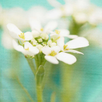 Picture of WHITE FLOWERS I