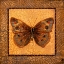 Picture of CRACKLED BUTTERFLY - BUCKEYE