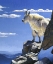 Picture of ROCKY MOUNTAIN HIGH