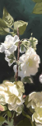 Picture of WHITE ROSES IV