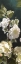 Picture of WHITE ROSES IV