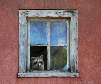 Picture of RACCOON WINDOW