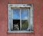 Picture of RACCOON WINDOW