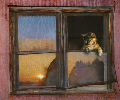 Picture of KITTEN WINDOW