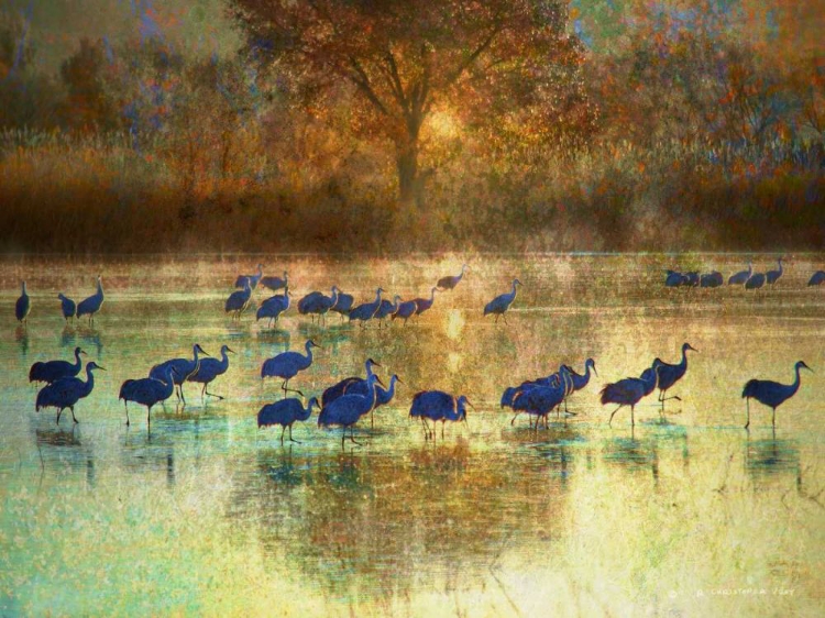 Picture of CRANES IN MIST II