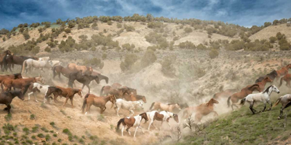 Picture of MOVING THE HERD