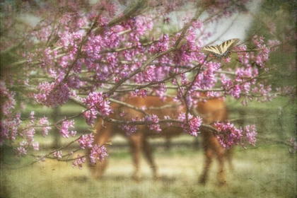 Picture of SPRING HAS SPRUNG