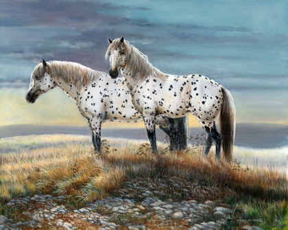 Picture of APPALOOSA SUNDOWN