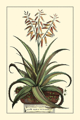 Picture of ANTIQUE MUNTING ALOE III