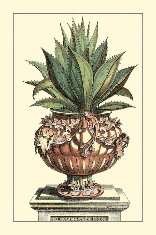Picture of ANTIQUE MUNTING ALOE IV
