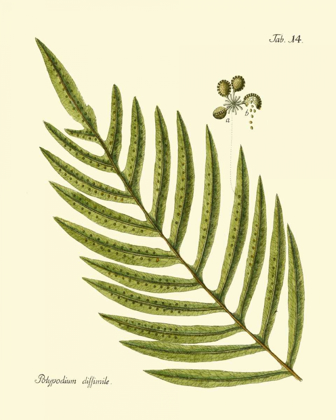 Picture of ANTIQUE FERN I