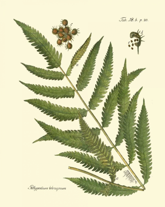 Picture of ANTIQUE FERN II