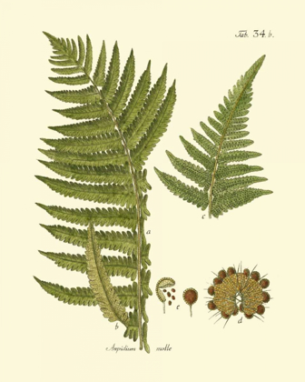 Picture of ANTIQUE FERN III