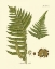 Picture of ANTIQUE FERN III