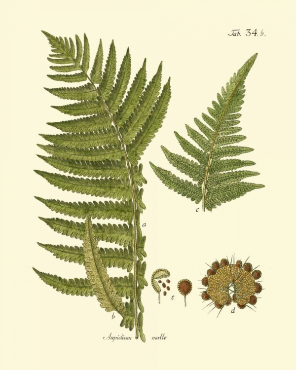 Picture of ANTIQUE FERN III