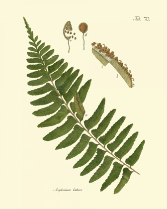 Picture of ANTIQUE FERN V