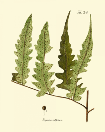 Picture of ANTIQUE FERN VII