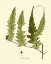 Picture of ANTIQUE FERN VII