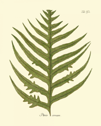 Picture of ANTIQUE FERN VIII