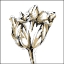 Picture of TULIP SKETCH I
