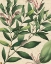 Picture of BOTANIC BEAUTY II