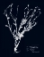 Picture of IMPRESSIONS ON INDIGO II