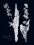 Picture of IMPRESSIONS ON INDIGO IV
