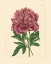 Picture of EVAS GARDEN I