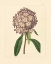 Picture of EVAS GARDEN VI