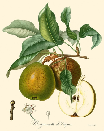 Picture of BESSA PEARS