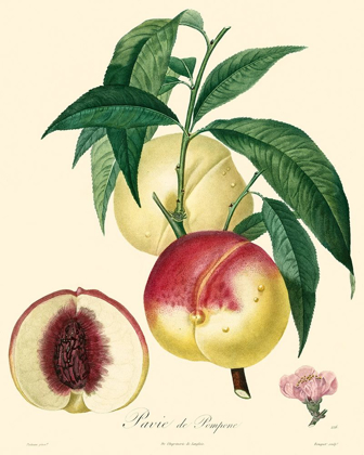 Picture of BESSA PEACHES