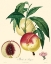 Picture of BESSA PEACHES
