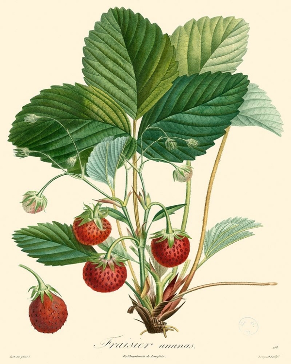 Picture of BESSA STRAWBERRIES