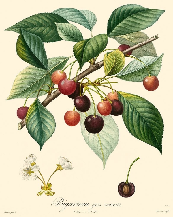 Picture of BESSA CHERRIES