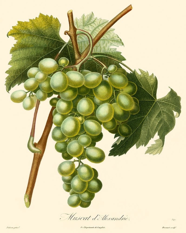 Picture of BESSA GRAPES I