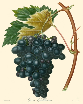 Picture of BESSA GRAPES II