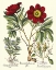 Picture of BESLER PEONIE IV