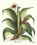 Picture of BESLER ALOE AMERICANA