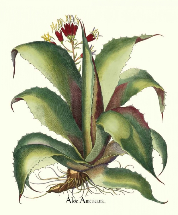 Picture of BESLER ALOE AMERICANA