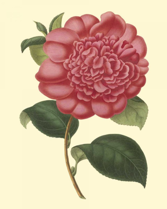 Picture of CAMELLIA GARDEN I