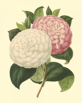 Picture of CAMELLIA GARDEN IV