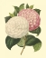 Picture of CAMELLIA GARDEN IV