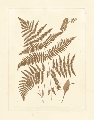 Picture of SEPIA FERNS I