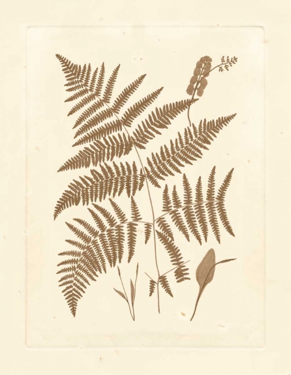 Picture of SEPIA FERNS I