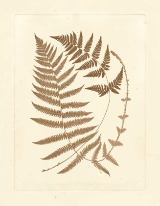 Picture of SEPIA FERNS V