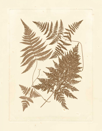 Picture of SEPIA FERNS VI