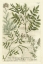 Picture of WEINMANNS GARDEN II