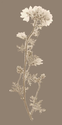 Picture of TAUPE NATURE STUDY I