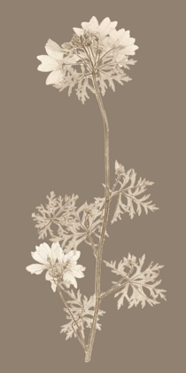 Picture of TAUPE NATURE STUDY II