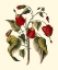 Picture of JENNAS FLOWERS I